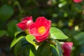 Camellia Japonica Royalty Free Stock Photo