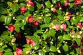 Camellia Japonica Royalty Free Stock Photo