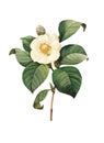 Camellia japonica | Antique Flower Illustrations Royalty Free Stock Photo