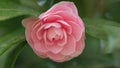 Camellia Japonica April Dawn Blush. Pink Camellia Japonica Blossom. Close up. Royalty Free Stock Photo