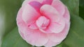 Camellia Japonica Or April Dawn Blush. Pink Flower. Flower Of Pink Camellia Japonica. Close up. Royalty Free Stock Photo