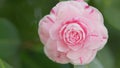 Camellia Japonica Or April Dawn Blush. Pink Flower. Flower Of Pink Camellia Japonica. Pan. Royalty Free Stock Photo