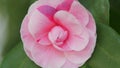 Camellia Japonica Is In Bloom. April Dawn Blush Pink Flower. Flower Of Camellia. Close up. Royalty Free Stock Photo