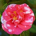 Camellia japonica blossom Royalty Free Stock Photo