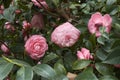 Camellia japonica blossom Royalty Free Stock Photo