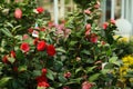 Camellia japonica bush with beautiful flowers on blurred background
