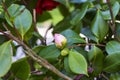 Camellia japonica flower bud blooming in garden Royalty Free Stock Photo