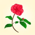 Camellia Japonica flower with bud vektor