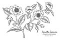 Camellia Japonica flower and leaf drawing illustration with line art on white backgrounds