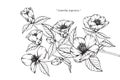 Camellia Japonica flowers drawing and sketch.