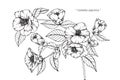 Camellia Japonica flowers drawing and sketch. Royalty Free Stock Photo