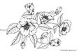 Camellia Japonica flowers drawing and sketch. Royalty Free Stock Photo