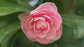 Camellia Japonica Known As April Dawn Blush. Blossoms Of Pink Camellia. Close up. Royalty Free Stock Photo