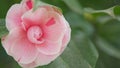 Camellia Japonica Known As April Dawn Blush. Blossoms Of Pink Camellia. Close up. Royalty Free Stock Photo