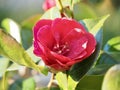 Red Japanese Camellia