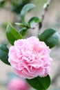 Pink Camellia japonica L. flower Royalty Free Stock Photo