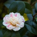 Camellia japonica 'Marguerite Guillon'; Royalty Free Stock Photo