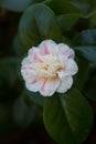 Camellia japonica 'Marguerite Guillon'; Royalty Free Stock Photo