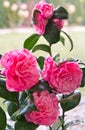 Camellia Japonica pink flower still life Royalty Free Stock Photo