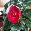 old cultivar red Camellia japonica open flower in winter Royalty Free Stock Photo