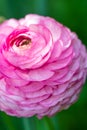 Camellia japonica Royalty Free Stock Photo