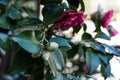 Camellia japonica theaceae pink flower blooming from japan