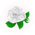 Camellia Japonica white flower with bud vintage vector illustration editable