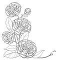 Vector corner bouquet with outline Camellia flower bunch, bud and leaf in black isolated on white background.