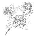 Vector branch with outline open Camellia flower, bud and leaf in black isolated on white background. Ornate bunch of Camellia.