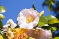 Camellia in Melbourne, Australia, dandenong garden