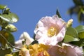 Camellia in Melbourne, Australia, dandenong garden