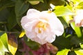 Camellia in Melbourne, Australia, dandenong garden