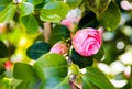 Camellia pink flower head on green branches in bright sunlight Royalty Free Stock Photo