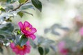 Camellia Royalty Free Stock Photo