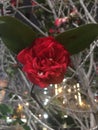 Camellia reticulata Lindl growing in the city