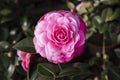 Pink filled Camellia Japonica Royalty Free Stock Photo