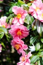 Camellia sasanqua Royalty Free Stock Photo