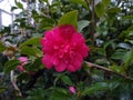 Camellia sasanqua `Paradise Caroline` Royalty Free Stock Photo