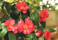 Camellia