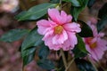 Camellia sasanqua x reticulata Dream Girl