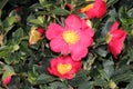 Camellia sasanqua `Yuletide`