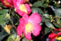 Camellia sasanqua `Yuletide` Royalty Free Stock Photo