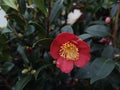 Camellia sasanqua `Yuletide` Royalty Free Stock Photo