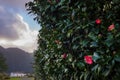 Camellia shrub red blloming Royalty Free Stock Photo