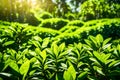 Camellia sinensis green tea tree leaves in the sunlight on an organic farm. On a Jan morning, a herbal farm