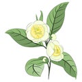 Camellia tea twig with flowers