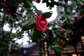 A camellia in Baoguo Temple at China Royalty Free Stock Photo