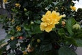 Camellia, Theaceae Camellia evergreen shrubs or small trees