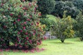 Camellia trees garden in Soutomaior Spain