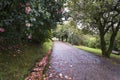 Camellia trees garden in Soutomaior Spain